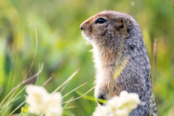 Gopher removal services in Florida