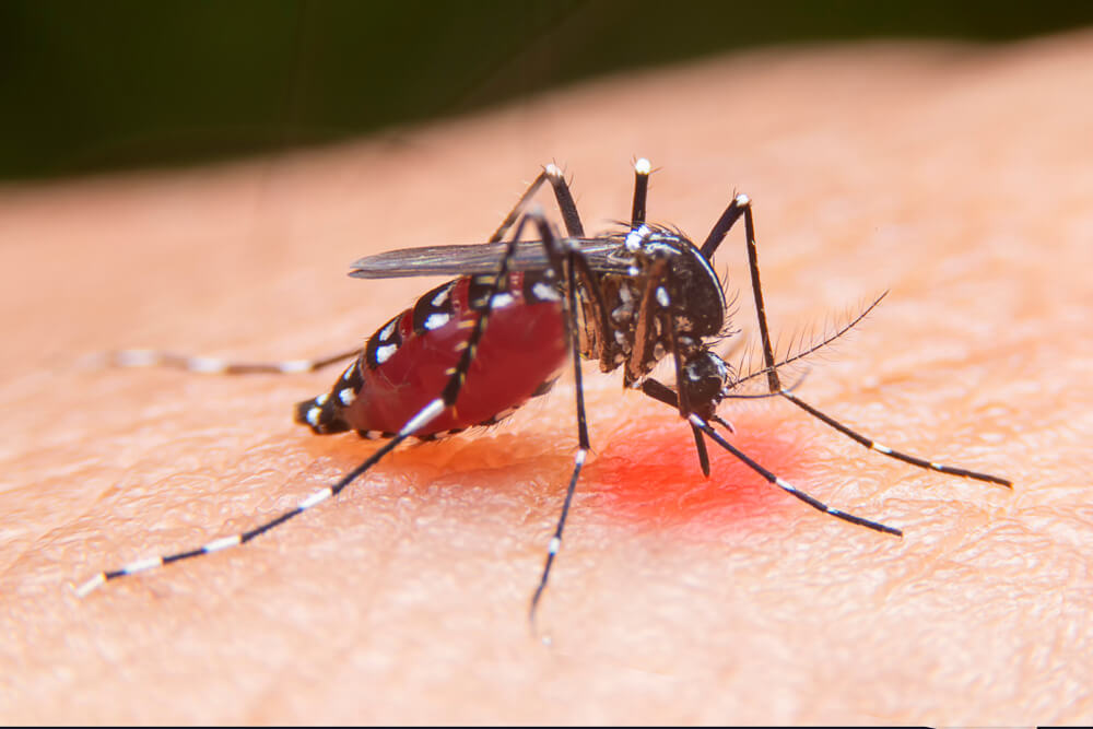 Best Ways to Prevent Dengue at Home